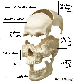 اشنایی با دستگاه سیستم عضلانی-استخوانی بدن
