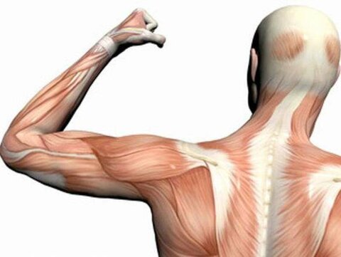 قدرت و استقامت عضلانی