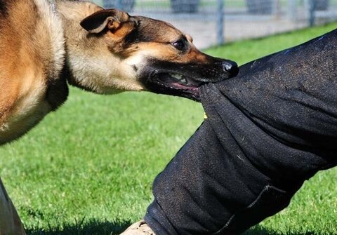 حیوان گزندگی