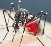ویروس مرگبار ابولا و جام جهانی فوتبال
